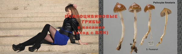 крисы Вязьма